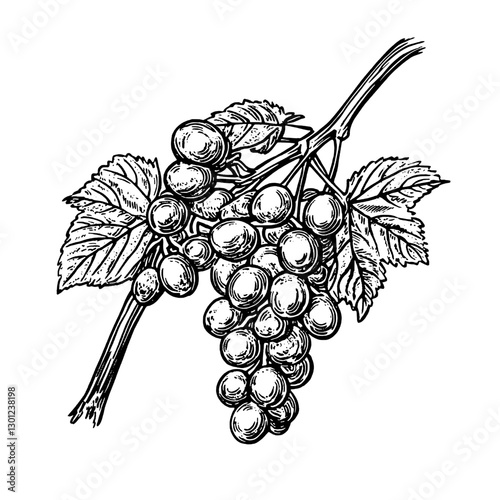 Detailed vector engraving of a bunch of grapes on a vine with lush leaves for product design inspiration