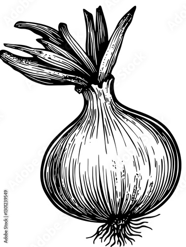 Vector engraved illustration of an onion showcasing intricate details for culinary product design