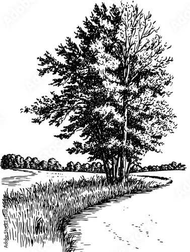 Vector engraved illustration of a serene landscape featuring trees along a winding path in a rural setting