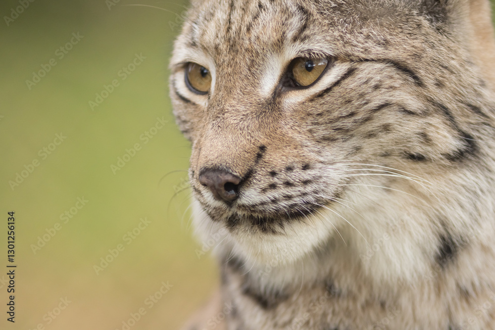Naklejka premium lynx, portrait, lynx lynx, muzzle, whiskers, eyes, look, closeup