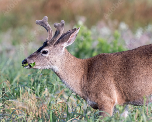 Black-tailed deer in velvet or blacktail deer occupy coastal regions of western North America