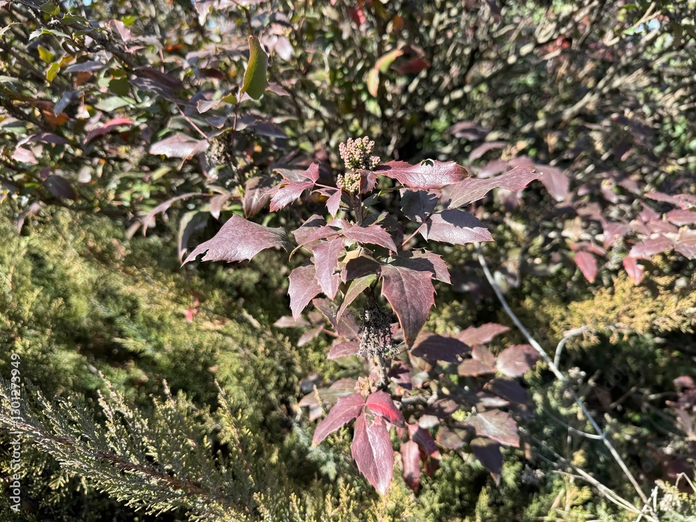 Fototapeta premium Flower buds and pinnate leaves on the branch of Berberis aquifolium bush. Close-up. Oregon grape, state flower of Oregon, Mahonia aquifolium, holly-leaved barberry. Family Berberidaceae.