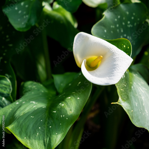 Tropical Garden