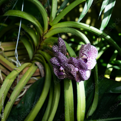 Tropical Garden