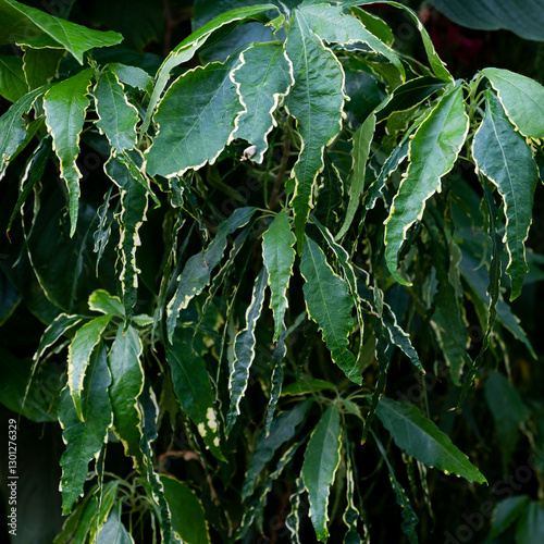 Tropical Garden