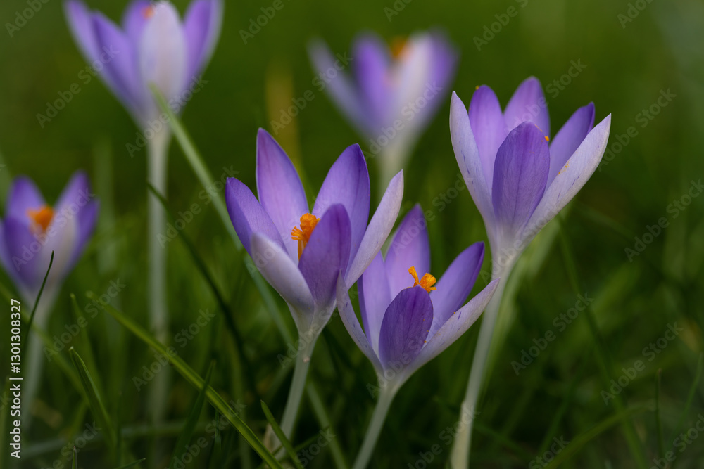 purple crocus flowers purple crocus flowers