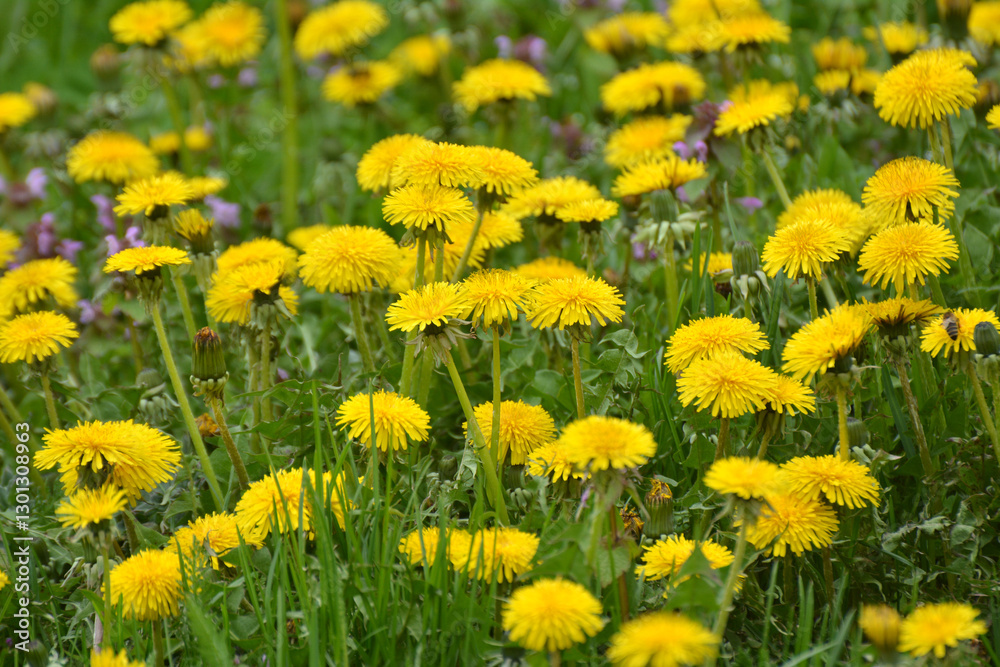 Dandelion (Taraxacum officinale) grows in nature in spring Dandelion (Taraxacum officinale) grows in nature in spring