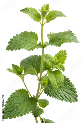 lemon balm leaves