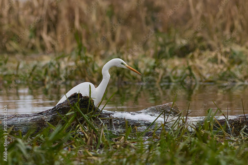 Fototapeta premium Grea White Egret on the hunt