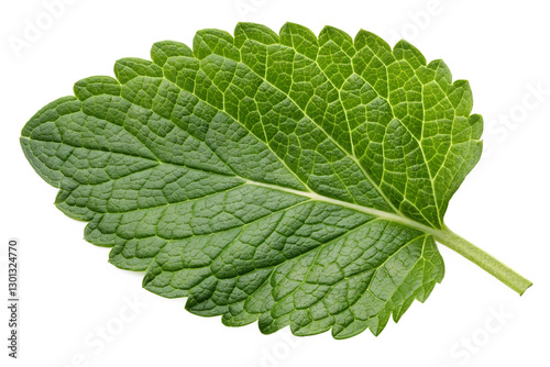 lemon balm leaves