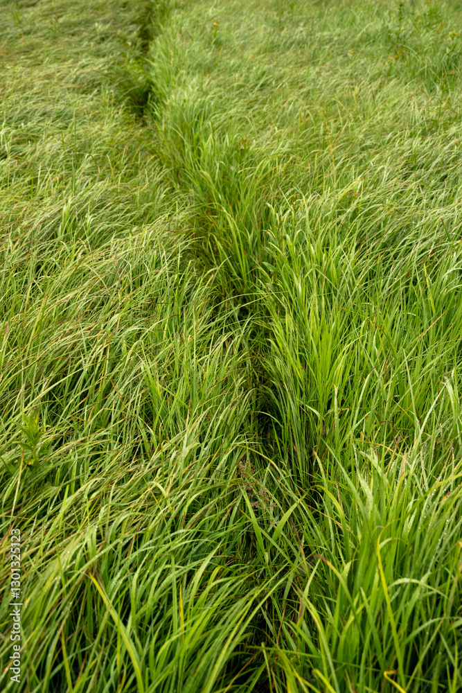 Thin Trail Cuts Through Thick Grasses In Yellowstone Thin Trail Cuts Through Thick Grasses In Yellowstone