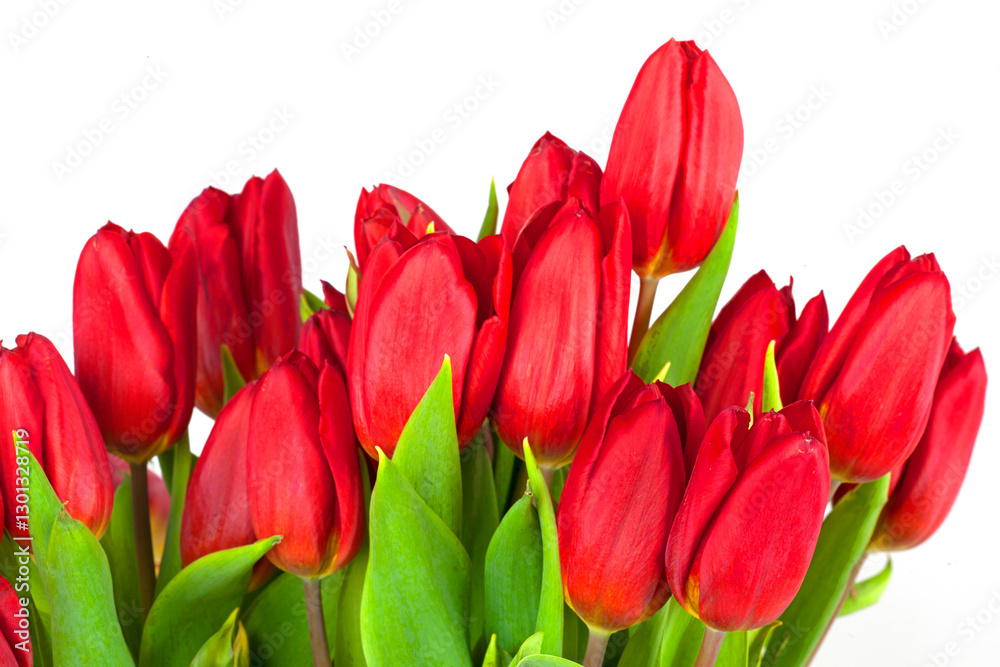 Bouquet of red tulips on a white background Bouquet of red tulips on a white background