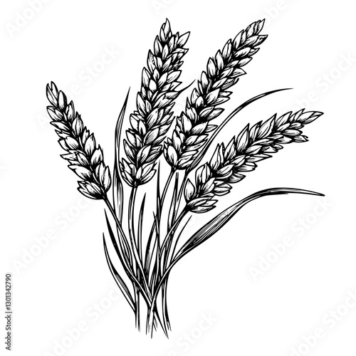 Engraved wheat illustration for product design showcasing detailed botanical features and realistic textures