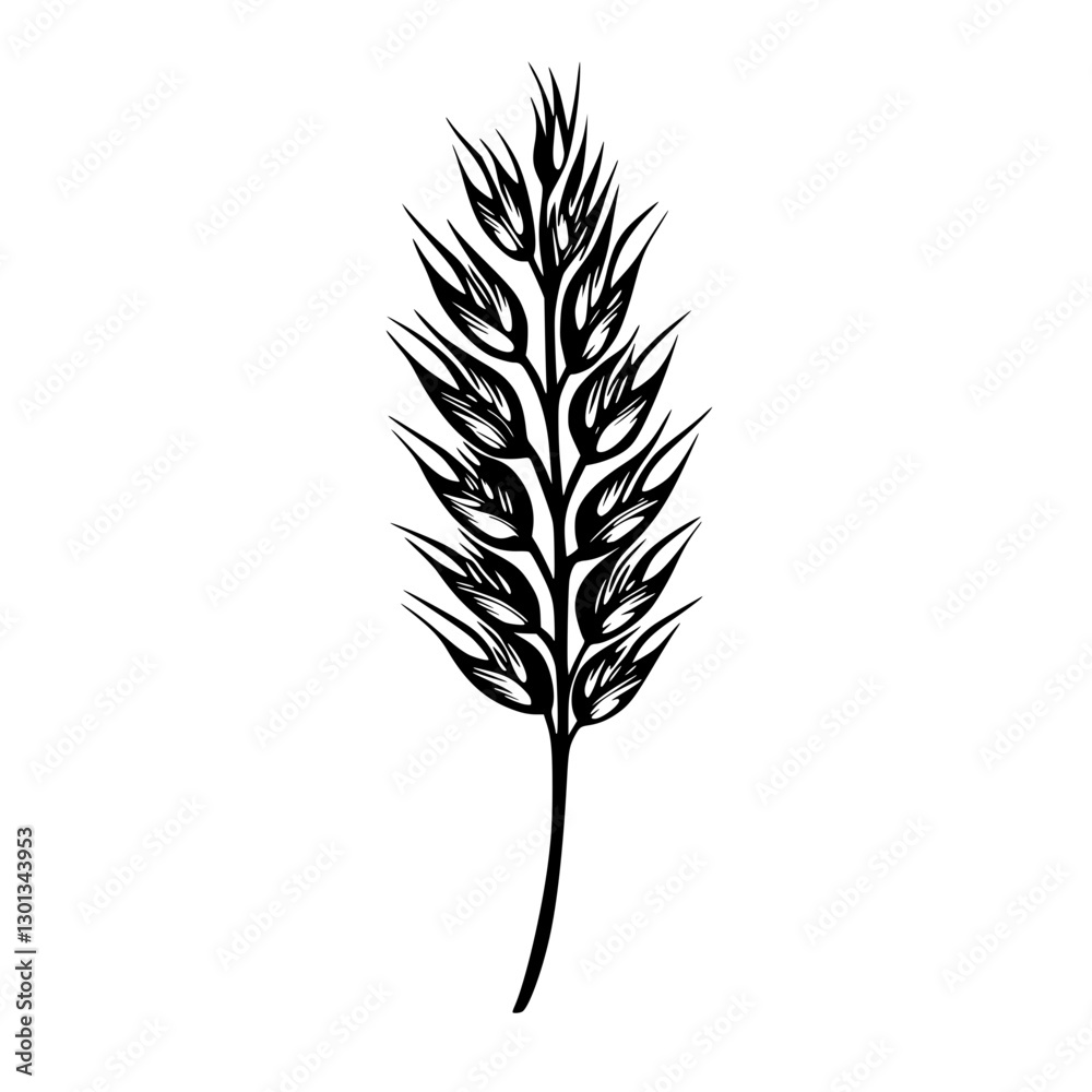 Fototapeta premium Vector engraved illustration of a detailed wheat spike design for product applications and packaging