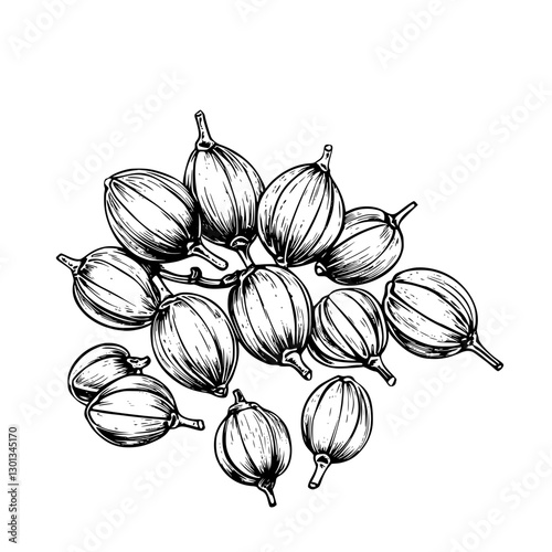 Vector engraved illustration of clustered seeds showcasing intricate details for product design