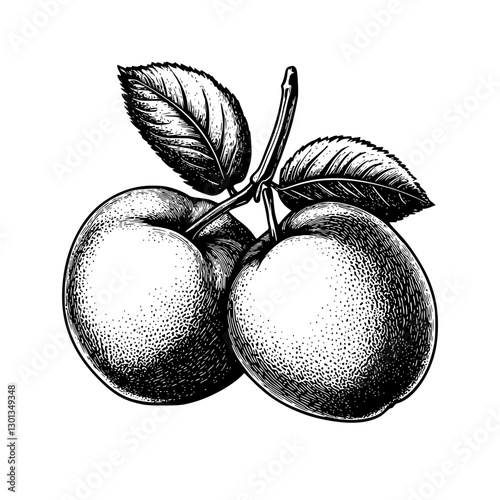 Vector engraved illustration featuring two plump apples with leaves for product design and decorative uses in food packaging