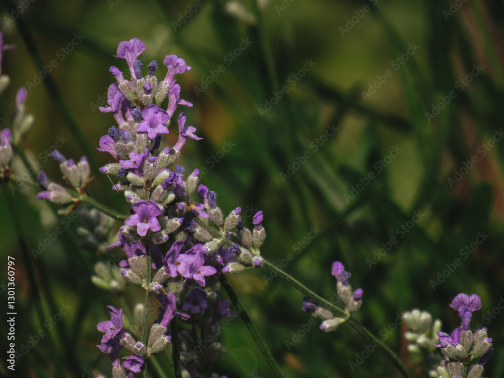 Obraz premium bee on lavender