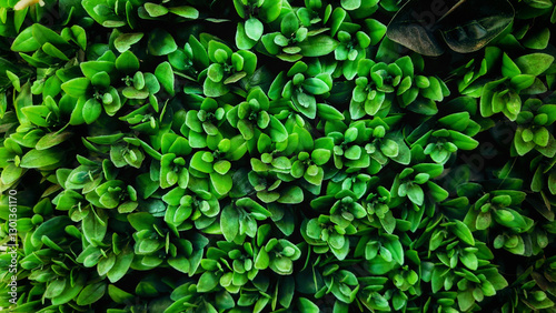 Obraz na plátně Water-blinks (Montia fontana L) green leaves background