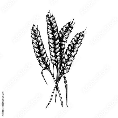 Detailed vector engraved illustration of wheat stalks for agricultural product design