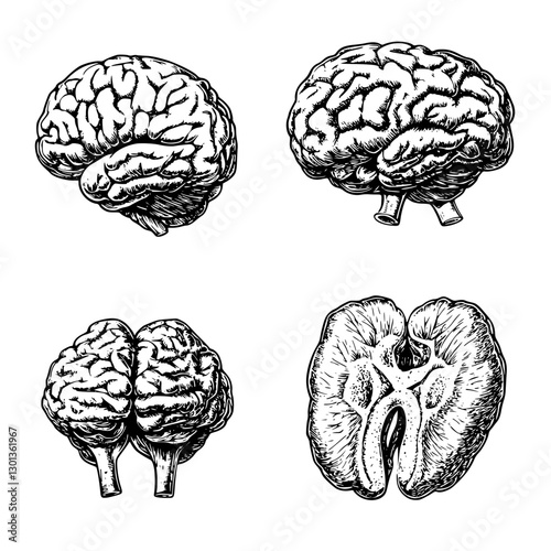 Engraved vector illustration showcasing various perspectives of human brains for product design use