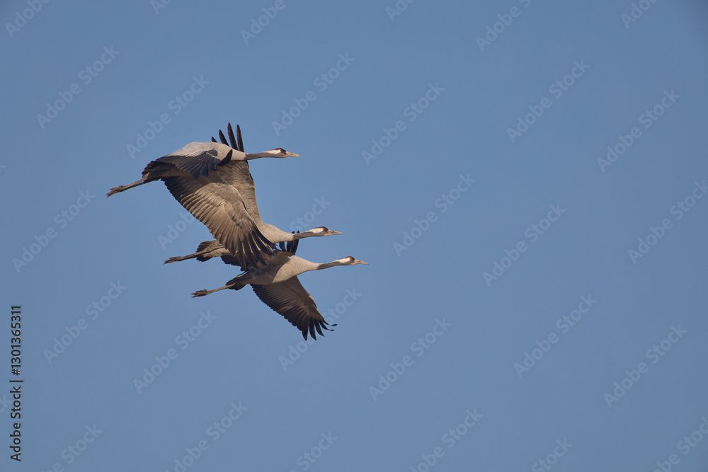 Fototapeta premium Common Crane in its full beauty and elegance 
