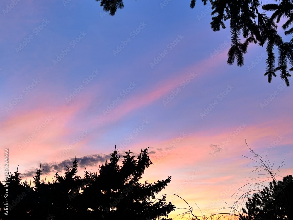 Fototapeta premium sunset in the forest