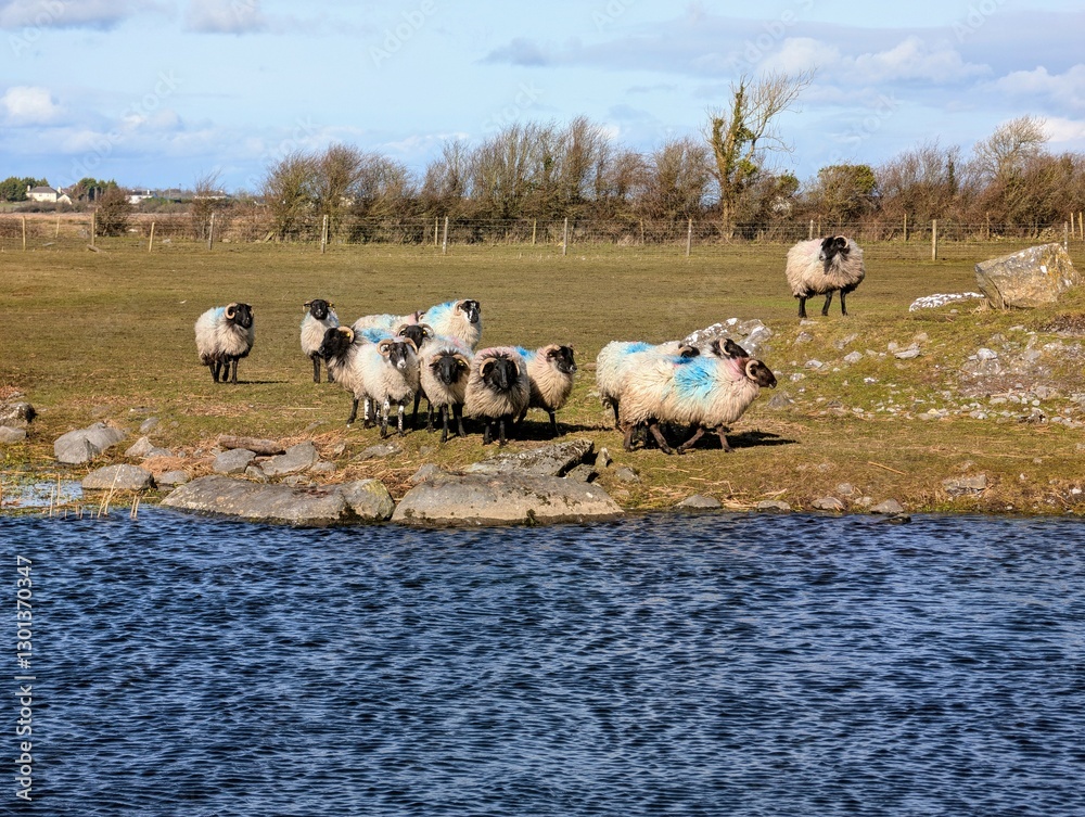 Beautiful scene with sheep on bank of Cregg river at green pasture, meadow in Galway, Ireland, farm animals