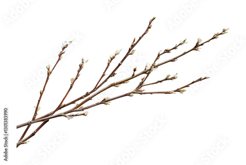 Willow branches with budding catkins in early spring for decoration and nature themes, cut out
