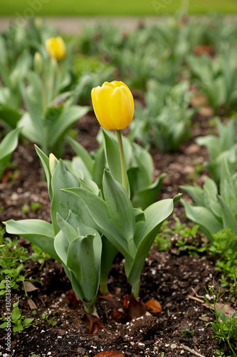 A vibrant yellow tulip blooming among green leaves in rich soil