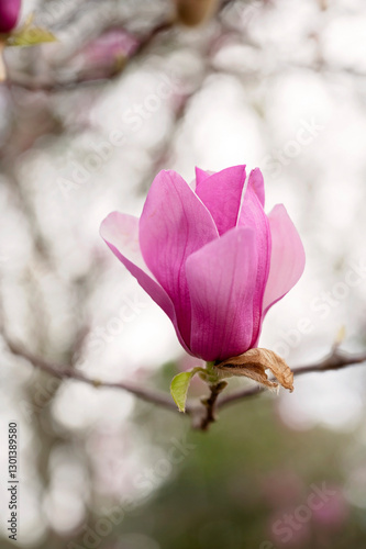 Close-up of a pink magnolia flower blooming on a branch with soft focus