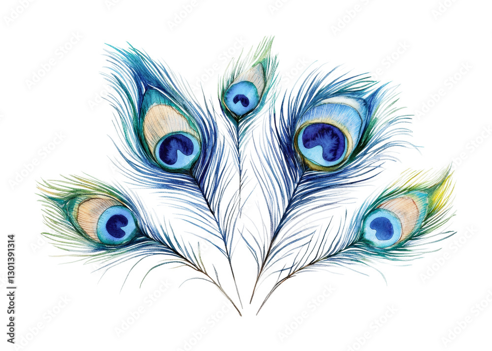 Fototapeta premium Colorful peacock feathers arranged artistically for creative design or decorative purposes, cut out