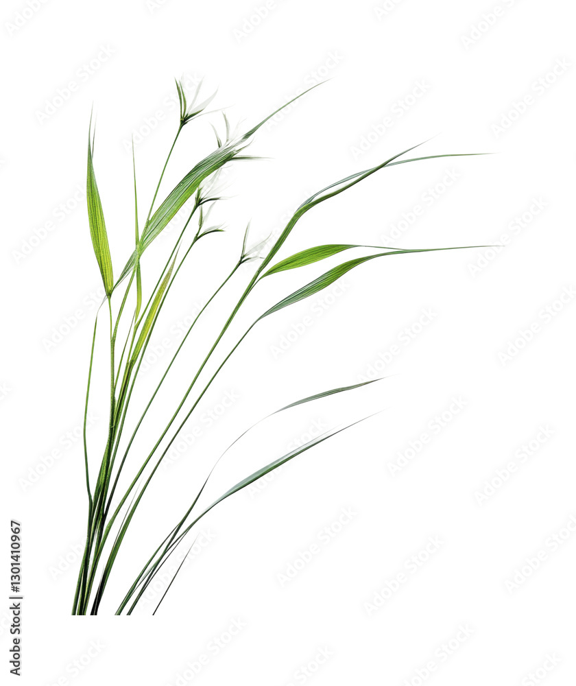 Elegant green grass blades swaying gently in the soft breeze of a sunny afternoon, cut out Elegant green grass blades swaying gently in the soft breeze of a sunny afternoon, cut out