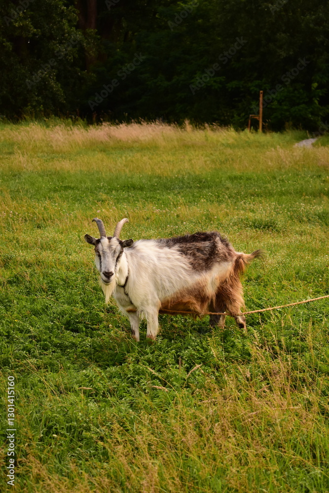 Fototapeta premium goat on the meadow