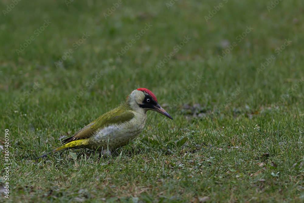 Naklejka premium Green woodpecker on the garden