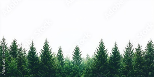 Evergreen trees against a white sky.