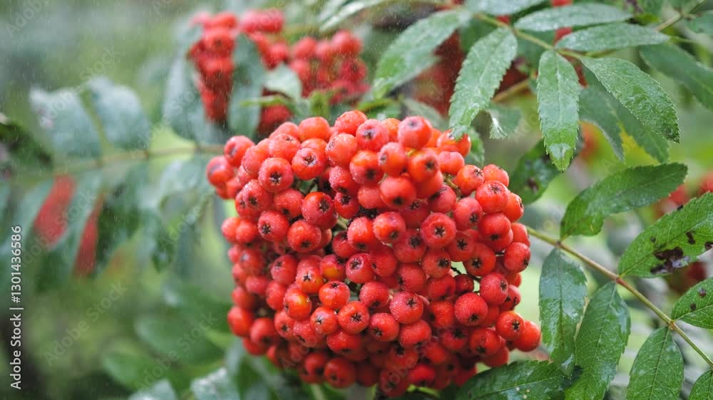 Red Beautiful Rowan Under Little Rain Red Beautiful Rowan Under Little Rain