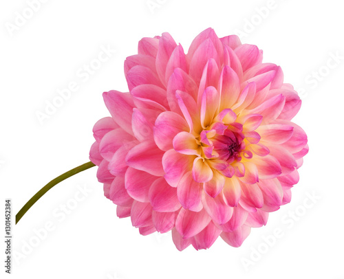 Closeup of pink dahlia flow...
