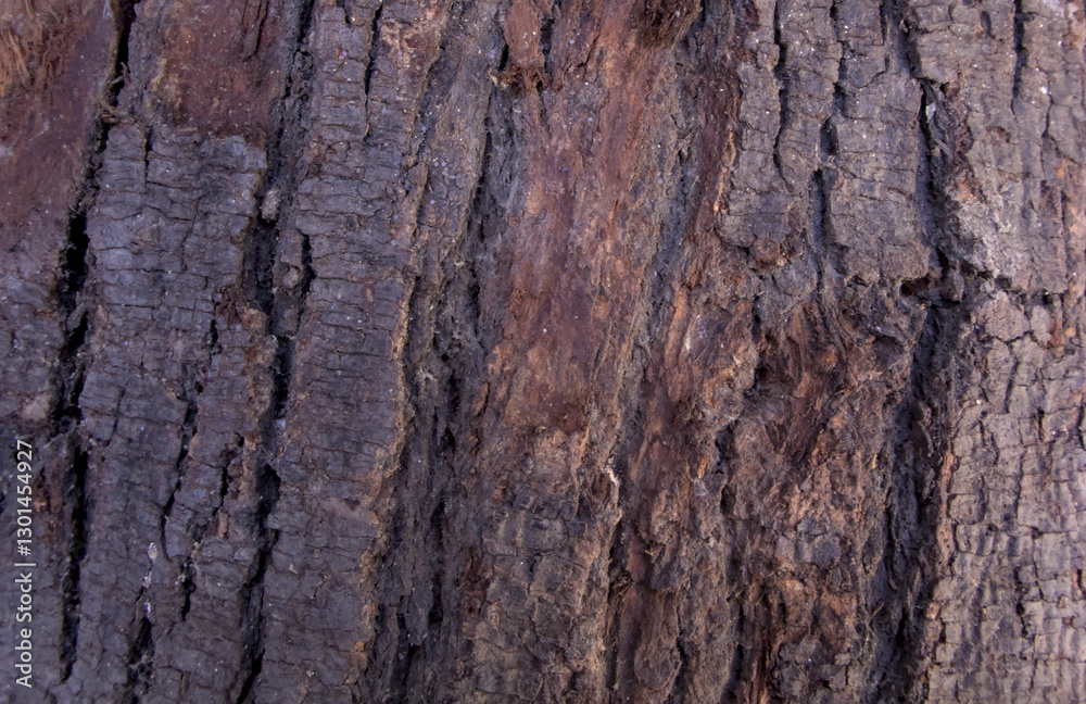 Close-Up of Rough Tree Bark Texture – Dark Brown Natural Wood Surface Background Close-Up of Rough Tree Bark Texture – Dark Brown Natural Wood Surface Background