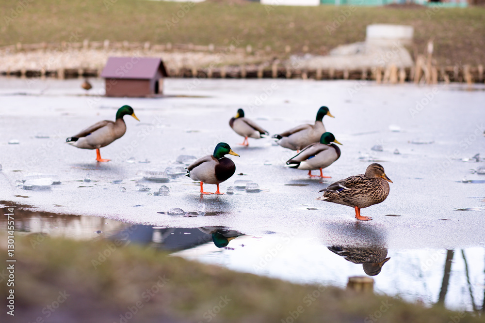 Fototapeta premium Wild ducks stand on the ice on the lake. A flock of wild ducks on the lake