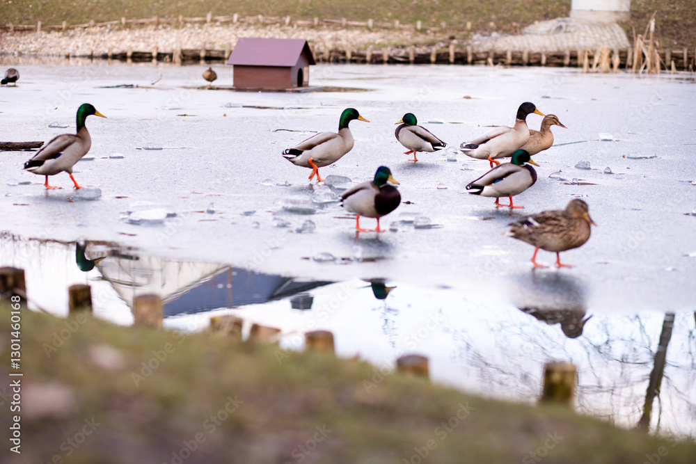 Fototapeta premium Wild ducks stand on the ice on the lake. A flock of wild ducks on the lake
