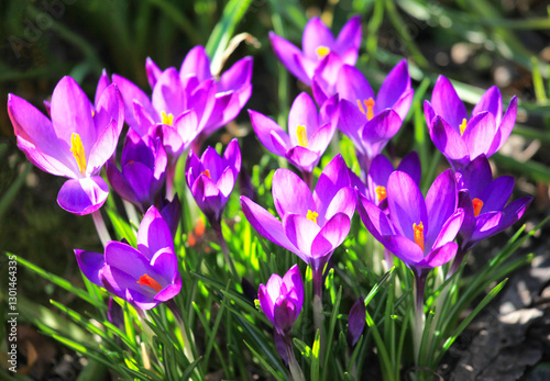 Purple saffron in spring flowering. The first spring flowers in the garden in the sun. Springtime. Warm landscape with beautiful purple flowers (crocus) in backlight. Bright, sunny, spring picture