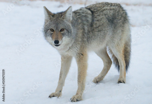 Obraz na płótnie Coyote in the winter snow w salonie
