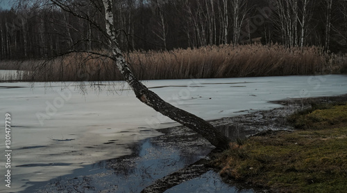 Fototapeta Naklejka Na Ścianę i Meble -  Pochylona brzoza nad zamarzniętym jeziorem