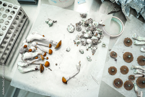 Cutting  Psychedelic Thai Cubensis Mushrooms For Spore Prints