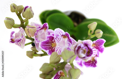 Blooming orchid mini phalaenopsis three lips with striped petals on white background, top view, selective focus horizontal orientation.