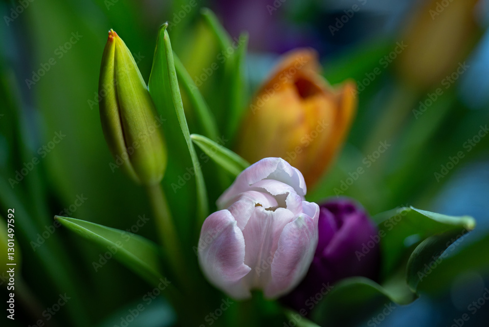 Colorful tulip, flower close-up photo, shallow depth of field Colorful tulip, flower close-up photo, shallow depth of field