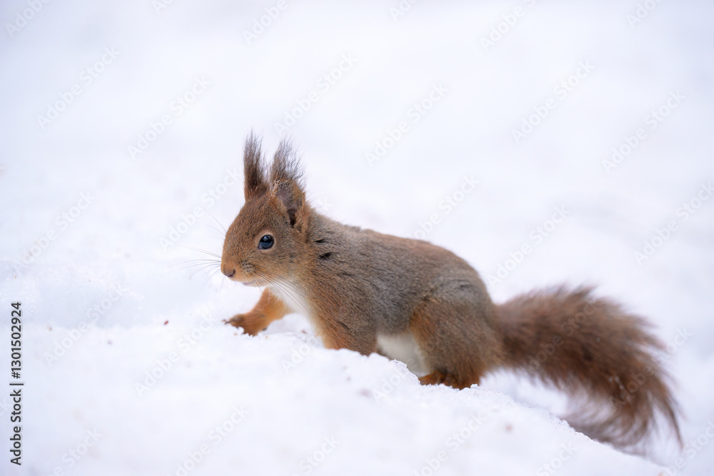 Cute Norwegian Red squirrel (Sciurus vulgaris) in snow Cute Norwegian Red squirrel (Sciurus vulgaris) in snow