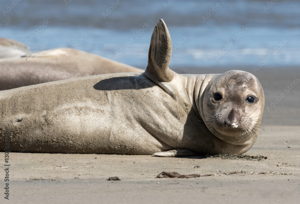 Obraz premium Northern Elephant seals (Mirounga angustirostris) pup or sea elephants are very large, oceangoing earless seals, California Coast