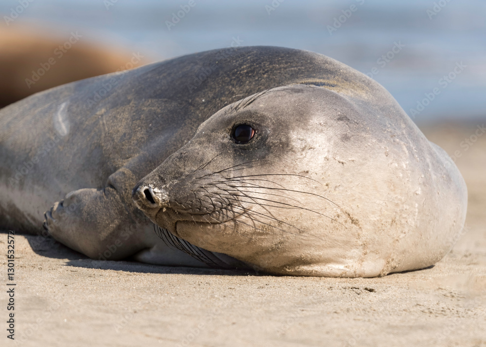 Fototapeta premium Northern Elephant seals (Mirounga angustirostris) pup or sea elephants are very large, oceangoing earless seals, California Coast