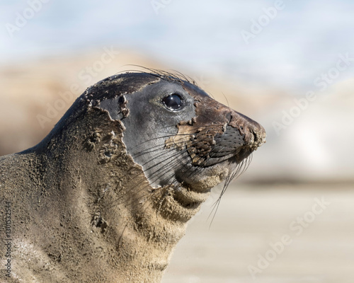 Northern Elephant seals (Mirounga angustirostris) pup or sea elephants are very large, oceangoing earless seals, California Coast